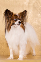 Beautiful stand of an adult dog