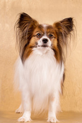 Portrait of an adult dog