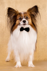 dog breed papillon in a velvet bow tie