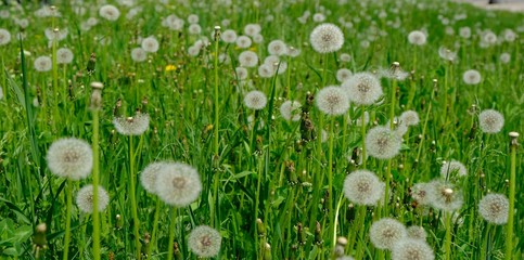 glade with dandelions © urra