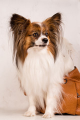 Portrait of a dog in a bag