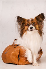 dog in a fashionable brown bag