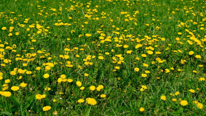 glade with flowering dandelions in spring