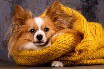 Beautiful puppy in a sweater, close-up