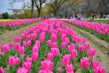 満開のピンクのチューリップ咲く公園