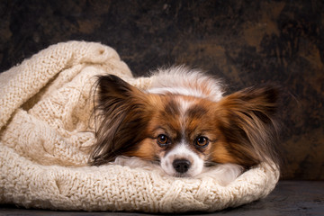 dog basks in a large knit sweater