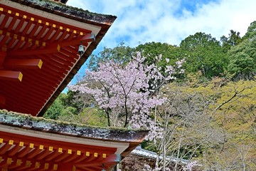 満開の桜と五重塔のコラボ