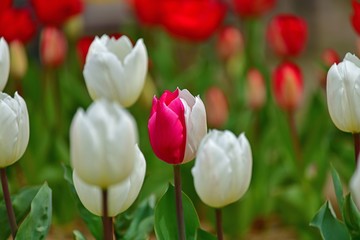 ちょうど見頃の白と赤のチューリップ
