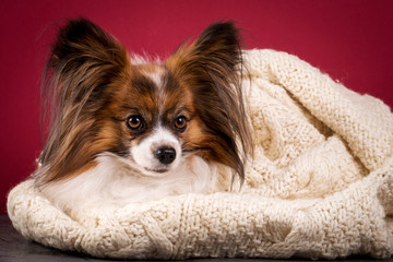 dog on burgundy background