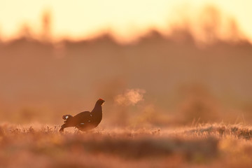 Black grouse at sunrise in the bog
