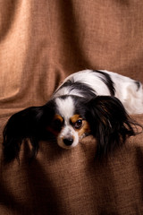 The dog suffers alone