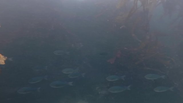 Moving around kelp in Monerey bay to see a school of fish swimming past.