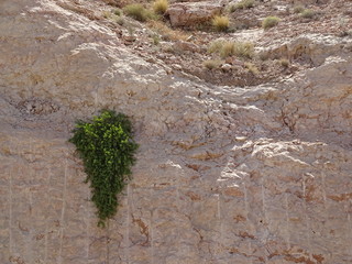 moss on stone wall