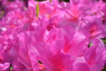 pink flower