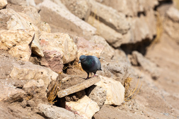 Pigeon on the rocks