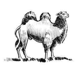 Big standing camel. Ink black and white illustration