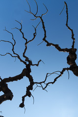 Naked bare thick dramatic natural tree branches on the blue sunny sky background