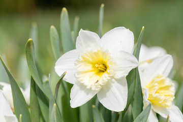 Little insects creep on petals of the dismissed buds of narcissuses in the spring warm afternoon. Soft focus. Macro