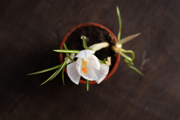 Spring blooming flowers on a dark background