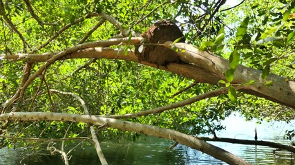 Termit in the tree with a river in Puerto Econdido, Mexico