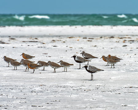 Endangered red knots and Black-Bellied Plover in winter plumage resting on the sand
