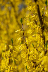 bright yellow blossoms on the bushes