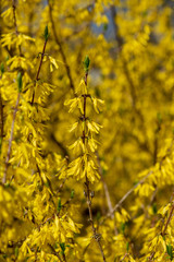 bright yellow blossoms on the bushes