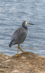White-faced Heron by the Bay