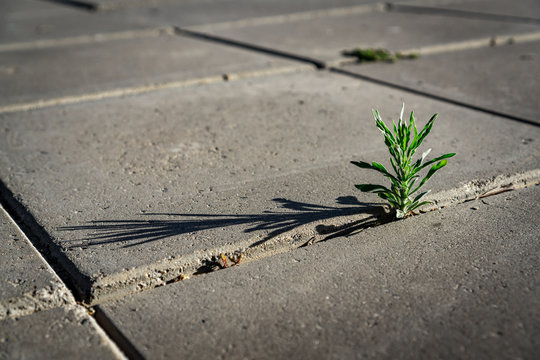 Plant Growing In Concrete Images – Browse 22,576 Stock Photos, Vectors ...