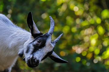 Portrait of a white-black spotted goat in front of blurred  background