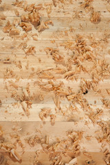 wooden shavings on wooden plank