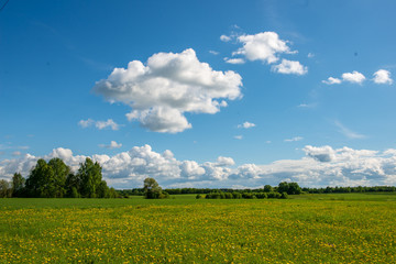 bright green meadow in sunny day in countryside