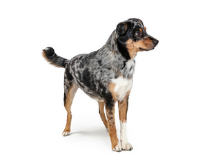 Aussie Dog Standing Facing Looking Side