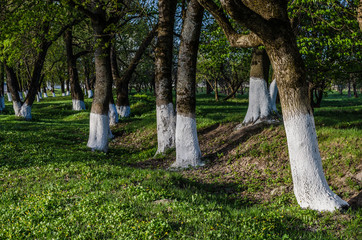 Whitewashing trunks of fruit trees. Whitewashed appletrees trees for protection