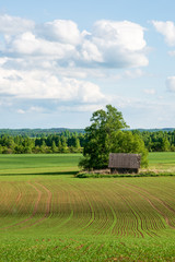 Obraz premium bright green meadow in sunny day in countryside