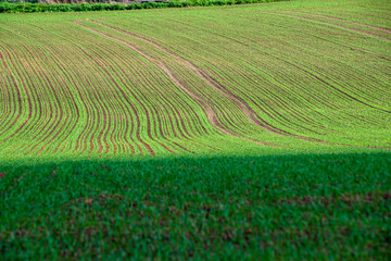 Obraz premium bright green meadow in sunny day in countryside