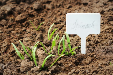 Young spinach sprouts with plant markers . Green spinach seedlings in garden