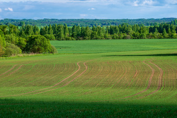 bright green meadow in sunny day in countryside