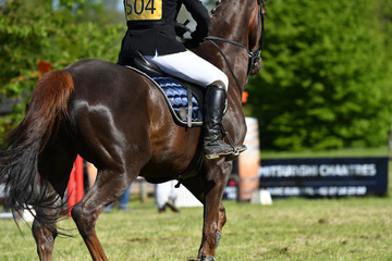 concours hippique avec saut d'obstacles