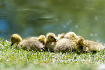 Goslings at rest in the sun
