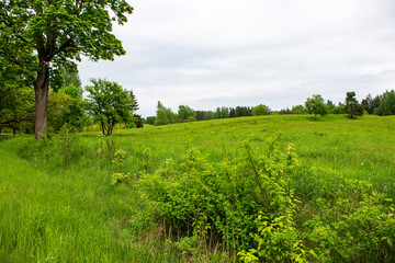bright green meadow in sunny day in countryside