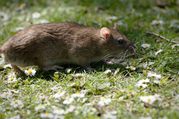 Brown rat among the daisies