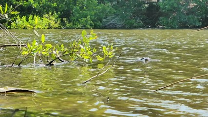 Crocodile dans une rivière à Puerto Escondido, Oaxaca, Mexique.