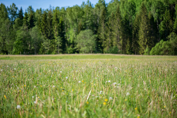 bright green meadow in sunny day in countryside