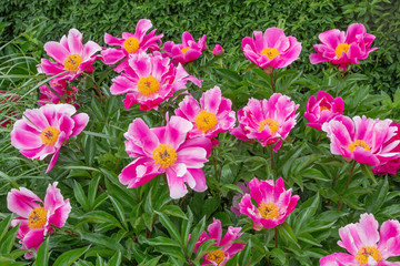 Busch mit leuchtend rosa Pfingsrosenblüten