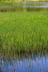 bright green meadow in sunny day in countryside
