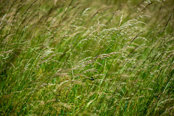 bright green meadow in sunny day in countryside
