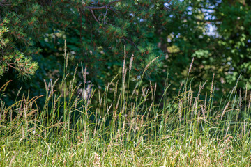 bright green meadow in sunny day in countryside