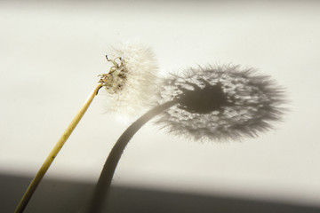 Dandelion with a green stalk and its shadow on a white background. Concept - meeting with your own unconscious.