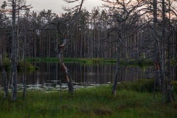 reflections of shore trees in the calm water of a lake